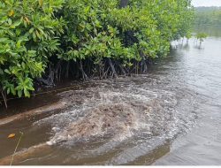 Limbah PLTU Terus Hantui Petani Tambak Konawe