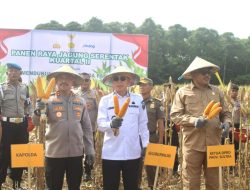 Panen Raya Jagung Digelar di Konsel, Sultra Siap Jadi Lumbung Pangan Nasional