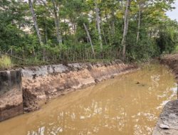 Ironi Petani Sawah Desa Mondoe: Diusik Tambang, Dibantah Kades