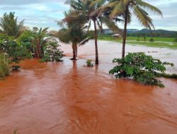 Deforestasi di Balik Ilusi Industri Bersih Tanpa Solusi