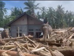 Gajah Dikerahkan Bersihkan Material Banjir di Pidie Jaya