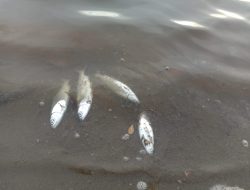 PT WIN Diduga Cemari Tambak di Desa Parasi dan Mondoe, Dibutuhkan Solusi Pemerintah